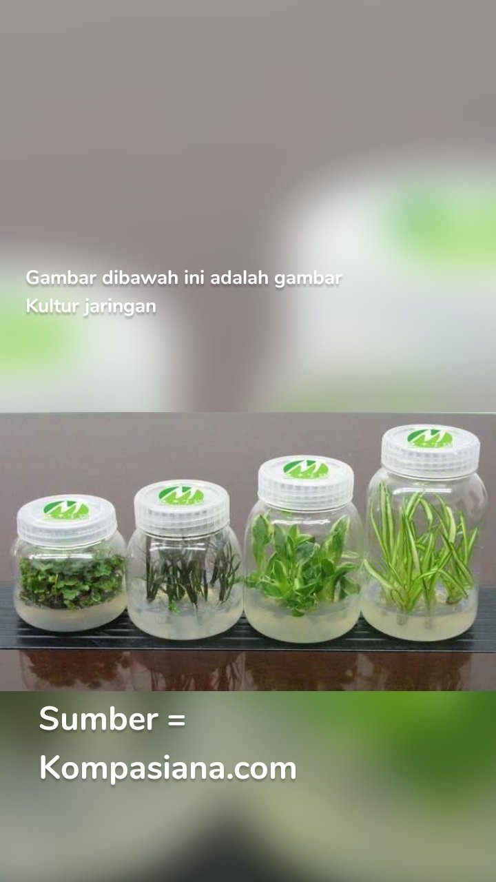 Gambar dibawah ini adalah gambar Kultur jaringan Sumber = Kompasiana.com